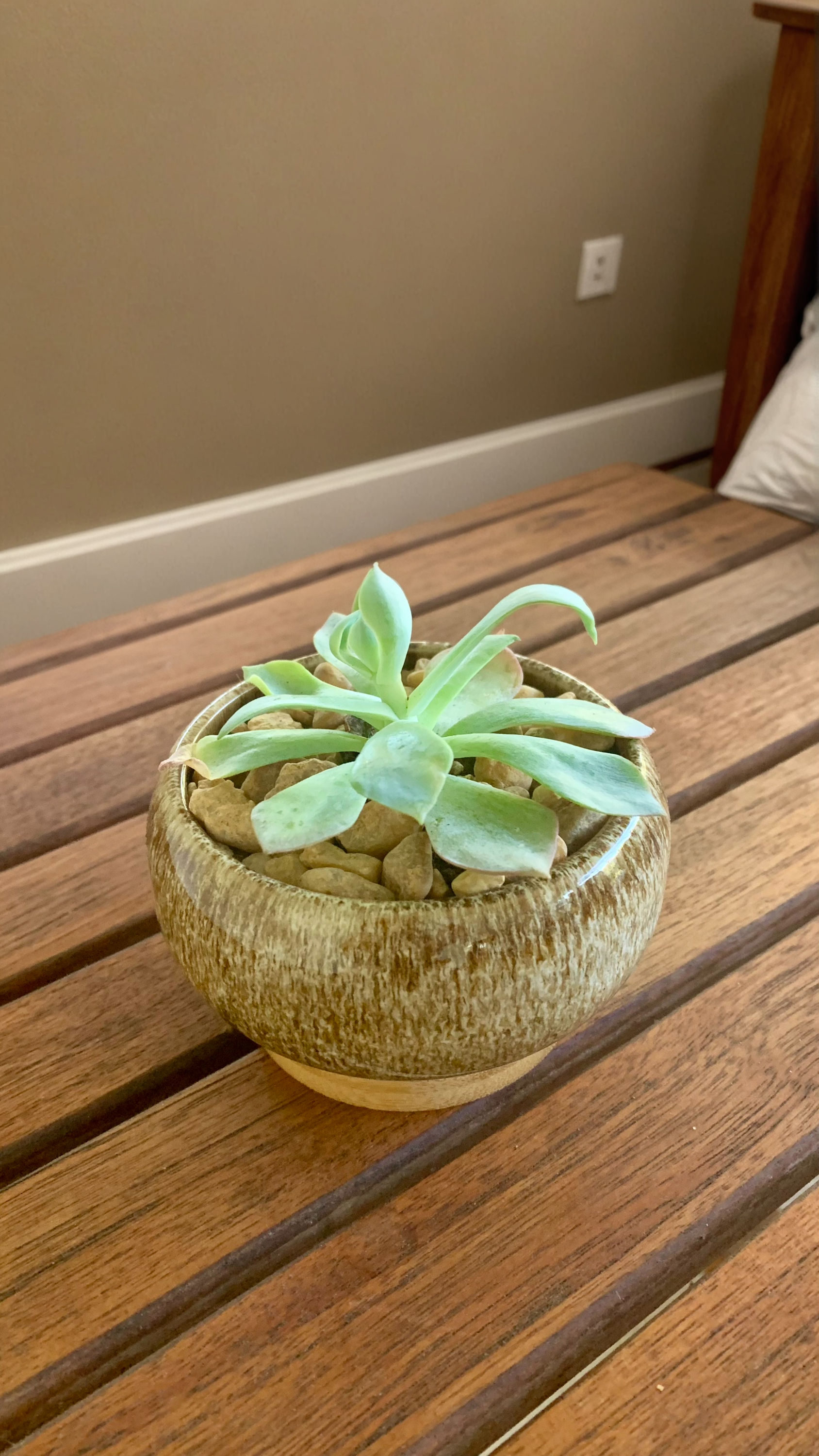 Pale Green Echeveria in Rustic Ceramic Bowl
