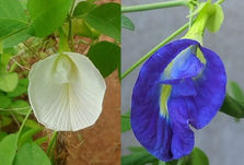 Pretty Pea Flower
