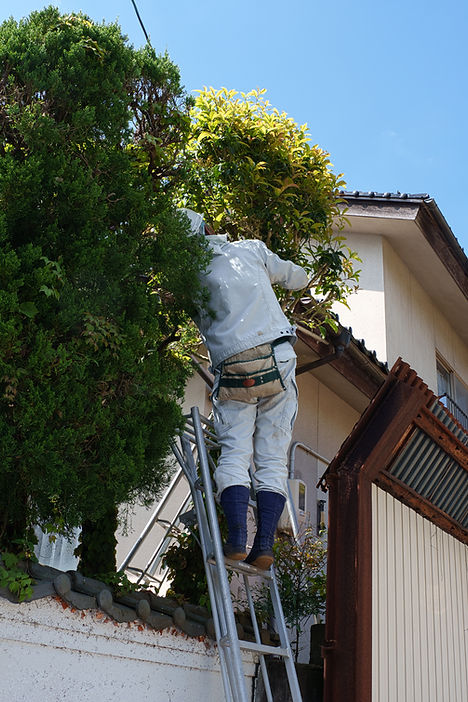庭木剪定