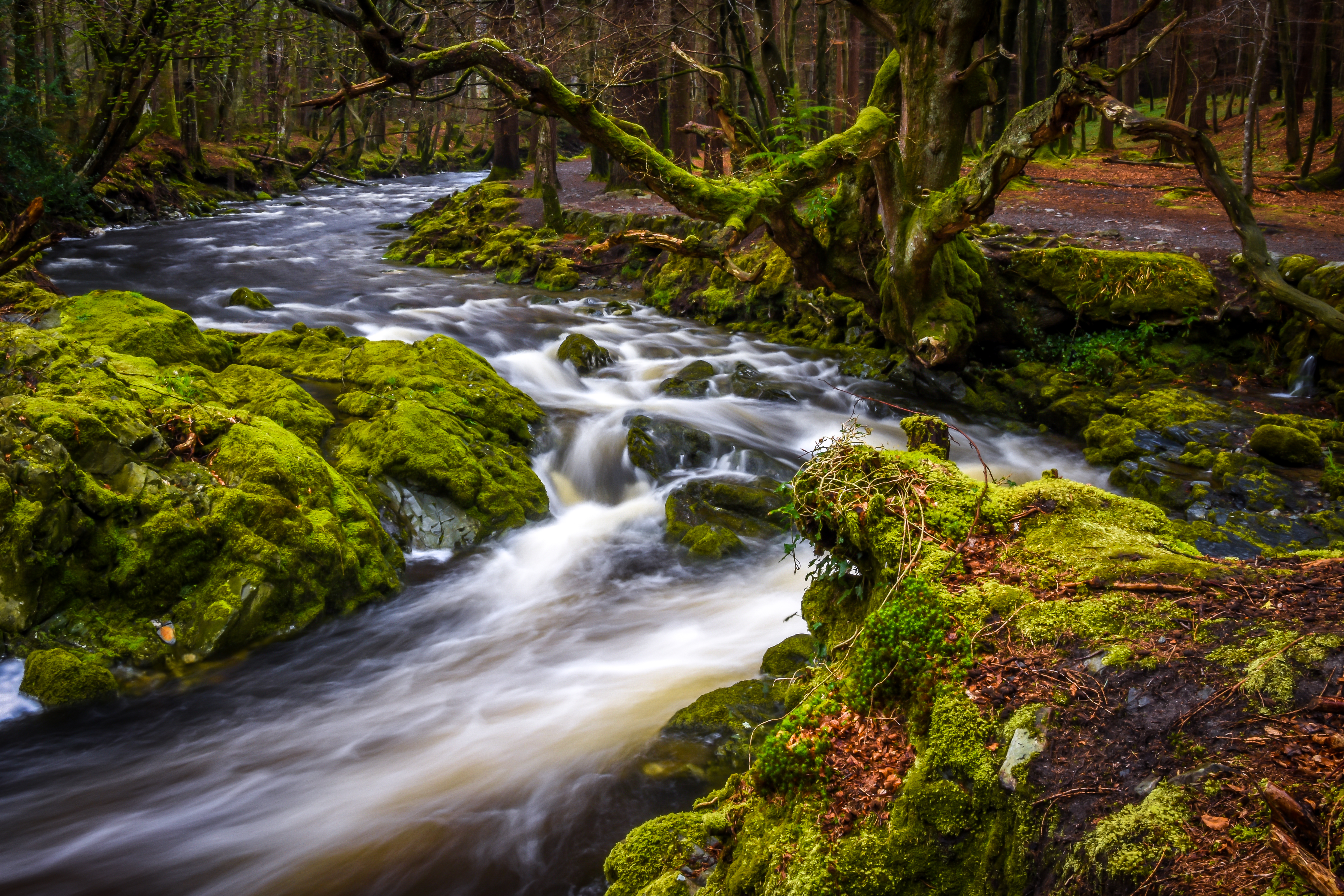 Shima River Tollymore Forest - REF:8