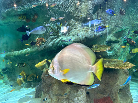 Japan's Fukushima Daiichi Nuclearwaste discharge plan