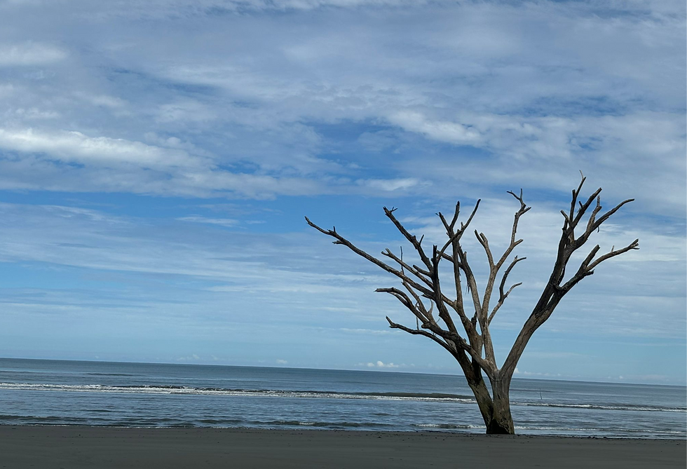A lone tree still standing showing where the village was once located in at Kukipi in Guld province