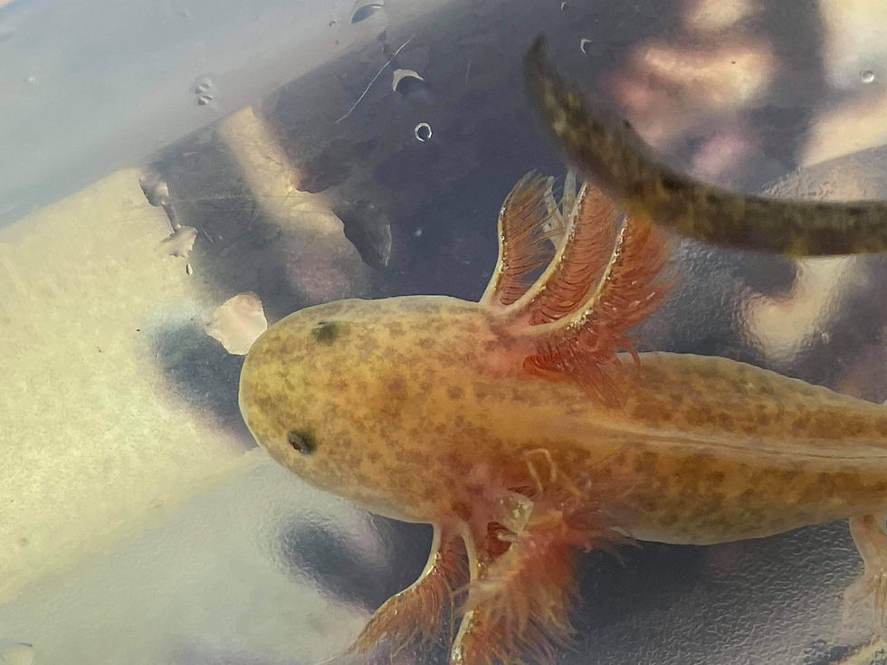 Thumbnail: 3 - 4 Inch Copper Axolotl