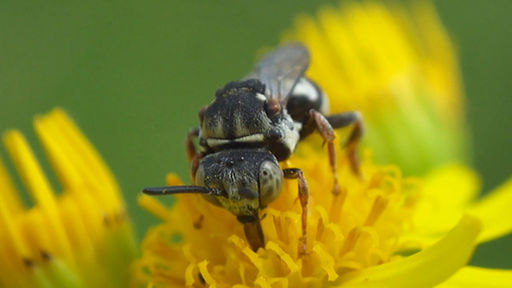 Pavienes bites.00_08_18_19.Still006.jpg.00_08_18_19.Still001.jpg