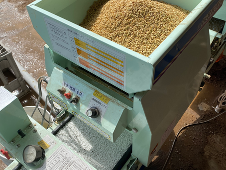 お米の種蒔きしています！