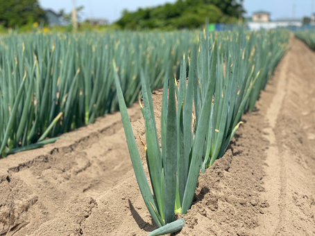 ネギ育ってきました!
