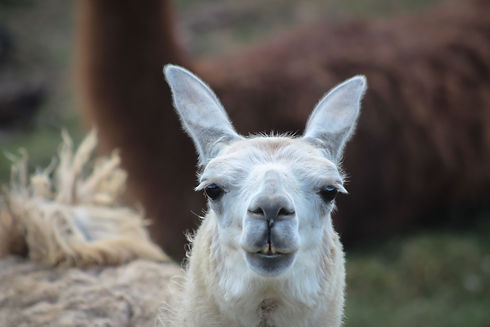 llama.jpg