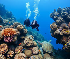 Coral reefs with scuba divers, fish, and turtles .jpg