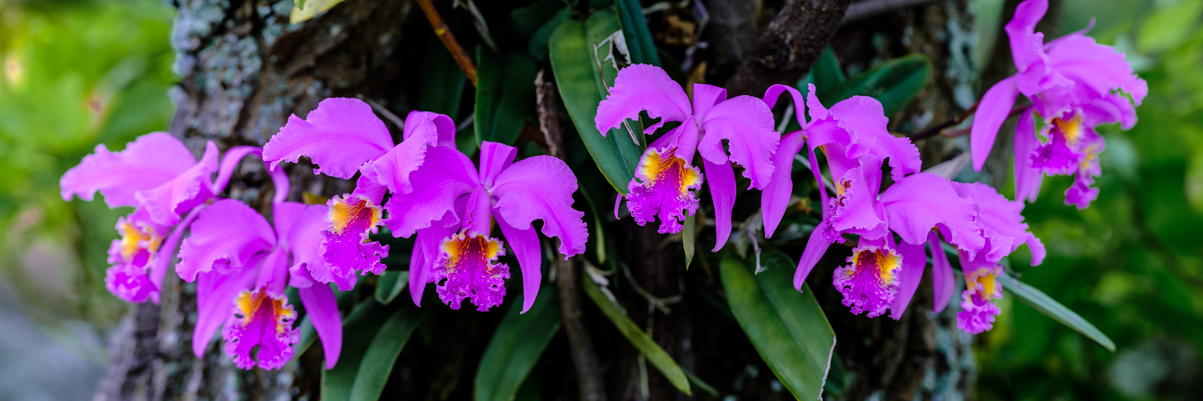 Orquídeas Cattleyas