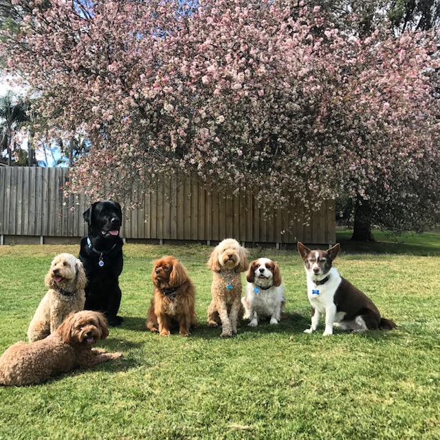 Doggy Daycare Sydney Wooftales
