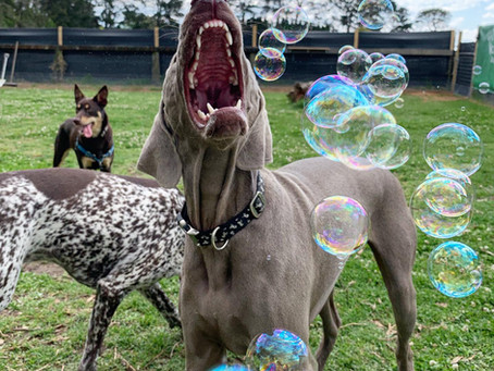 What Can Go Wrong When You Leave Your Dog Home Alone