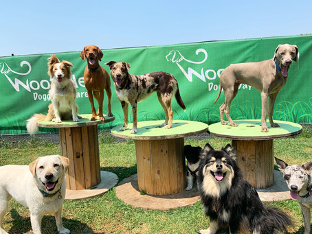Should Your Dog Go To Doggie Daycare?