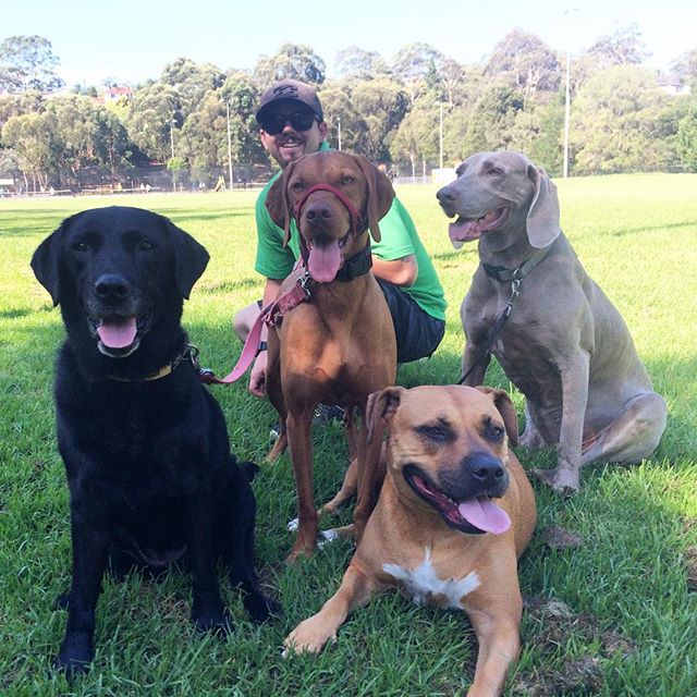 Doggy Daycare Sydney Wooftales
