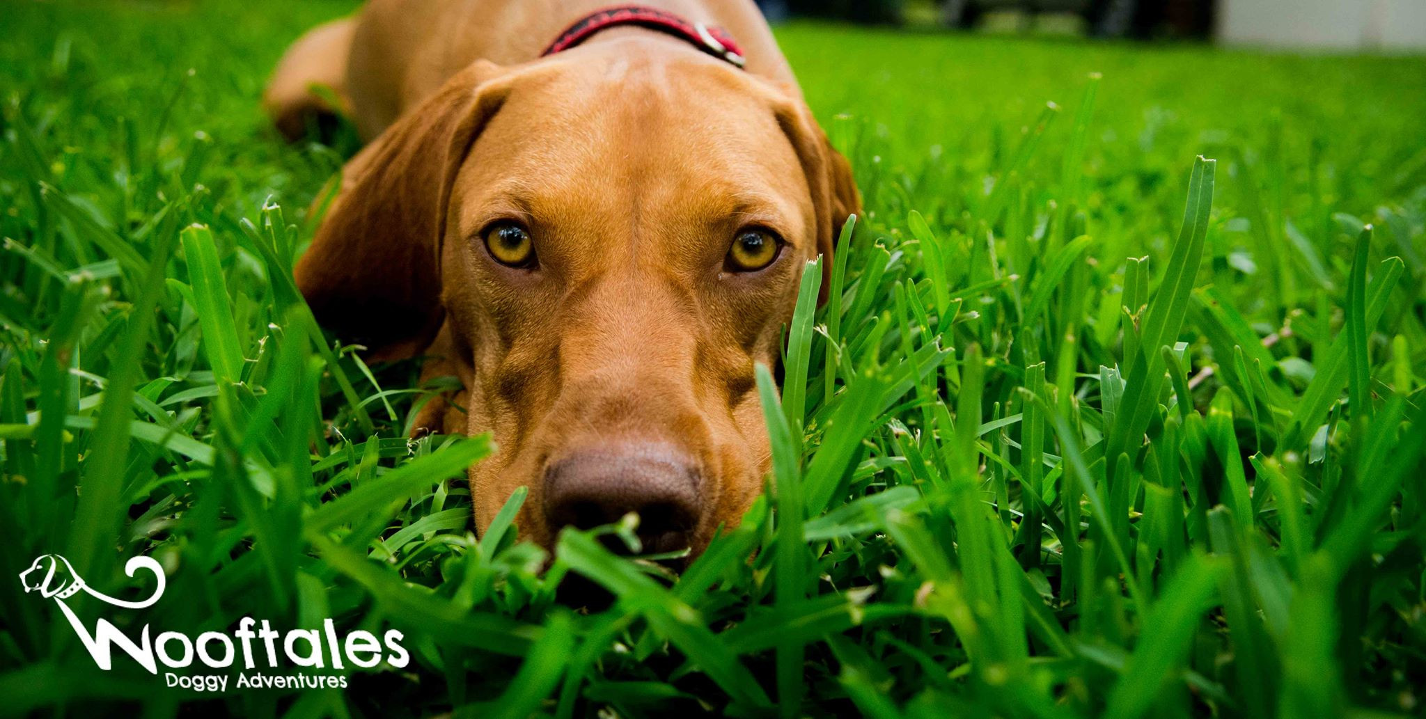 Doggy Daycare Sydney Wooftales