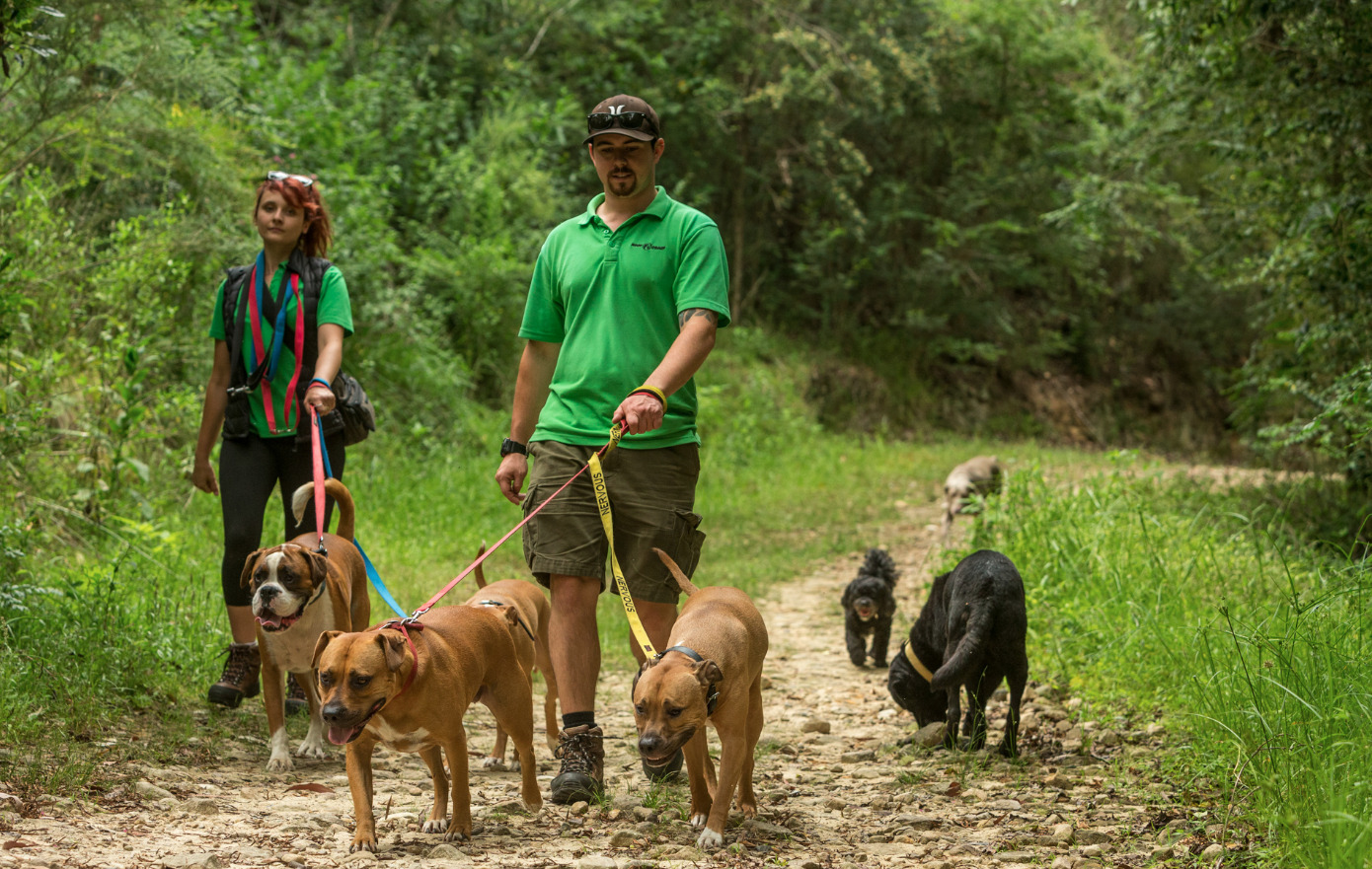 Doggy Daycare Sydney Wooftales