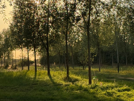 Rediscovering Wonder: The Magic of Long Summer Evenings