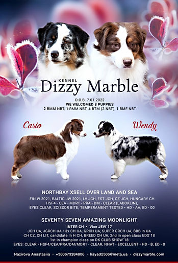 Dizzy Marble приплід Д