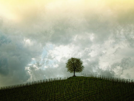 Lecciones Aprendidas de un Árbol