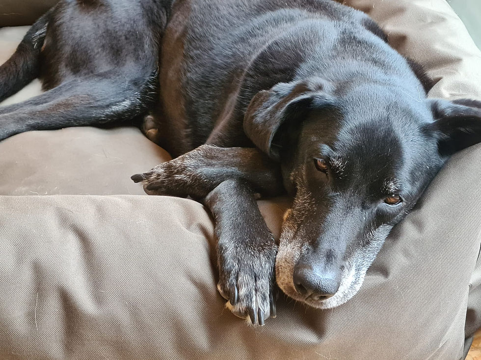 Zwarte kruising Labrador-Galgo ligt te doezelen in haar mand