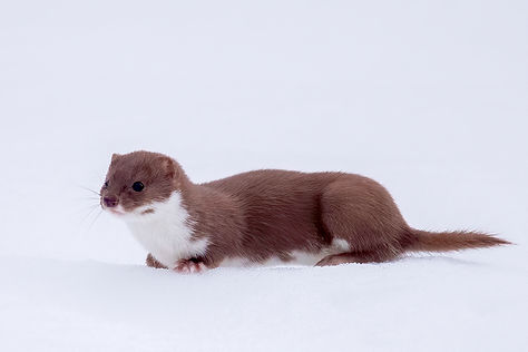 Weasel (4).jpg
