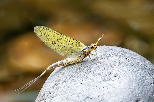 May Fly, Mayfly