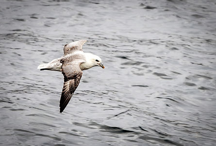 Northern Fulmar 2.jpg