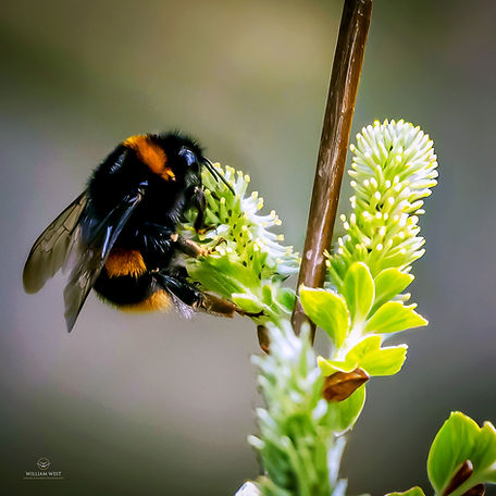 Bumble Bee