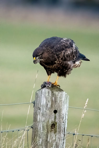 Buzzard