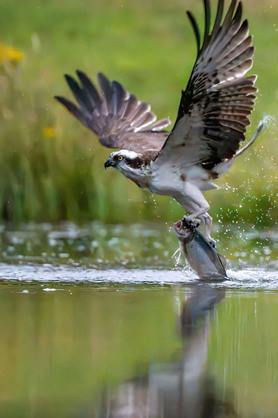 Osprey hunting.