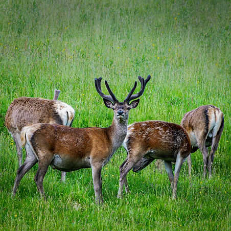Red Deer Stag