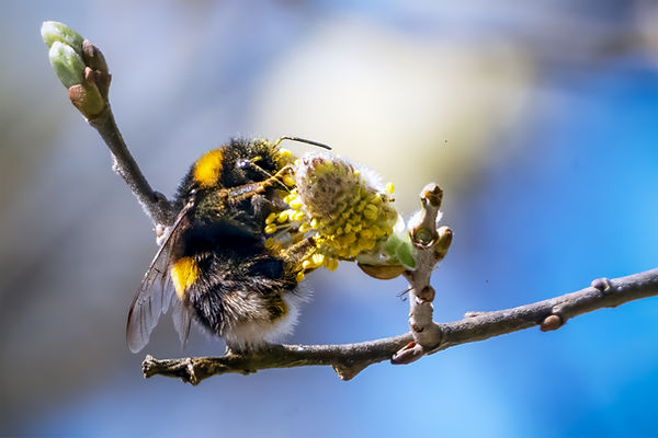 Bee