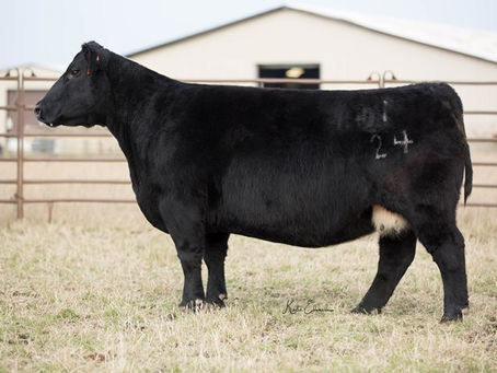 Sullivan Ranch Bred Heifer Sale - TX