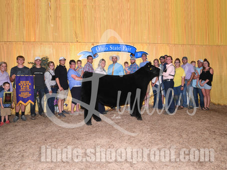 Champion Steers from Ohio State Fair