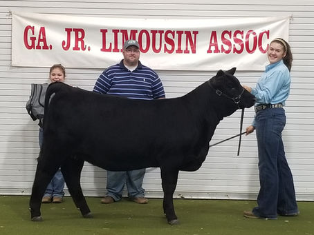 Georgia Limousin Field Day