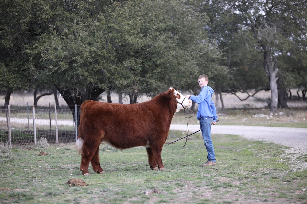 Pecos is Back! Which Steer to take to Fort Worth......