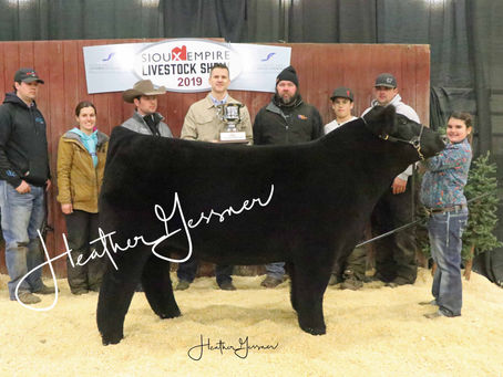 Sioux Empire Champion Steers