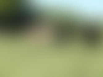 Market Update from Cattle Current