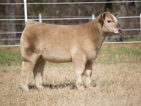 Eaves Show Cattle Online Sale - TX