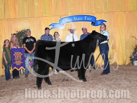 More Junior Heifer Winners at the Ohio State Fair