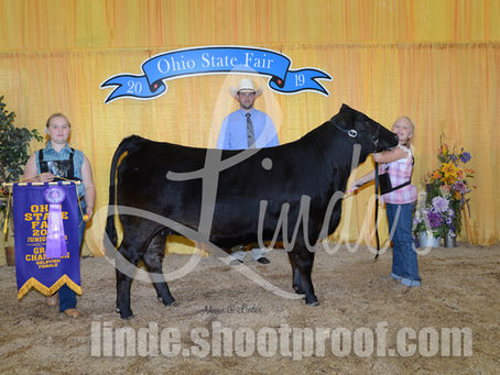 Ohio State Fair Jr Heifer Results