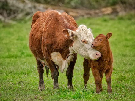 Prepare now for the spring calving season

