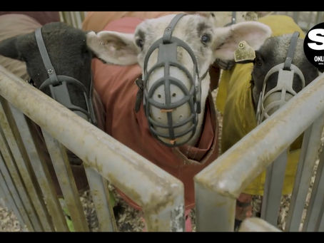 Faces Behind SCO Sheep Sales