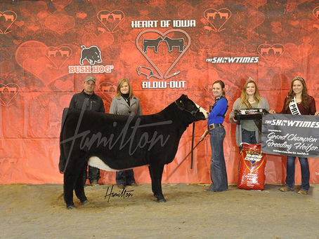 Heart of Iowa Blow-Out Top 5 Heifers