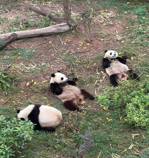 图片(三):大熊猫躺在草地上无忧无虑的样子,就是蓉城引以为傲的的“慢生活”。