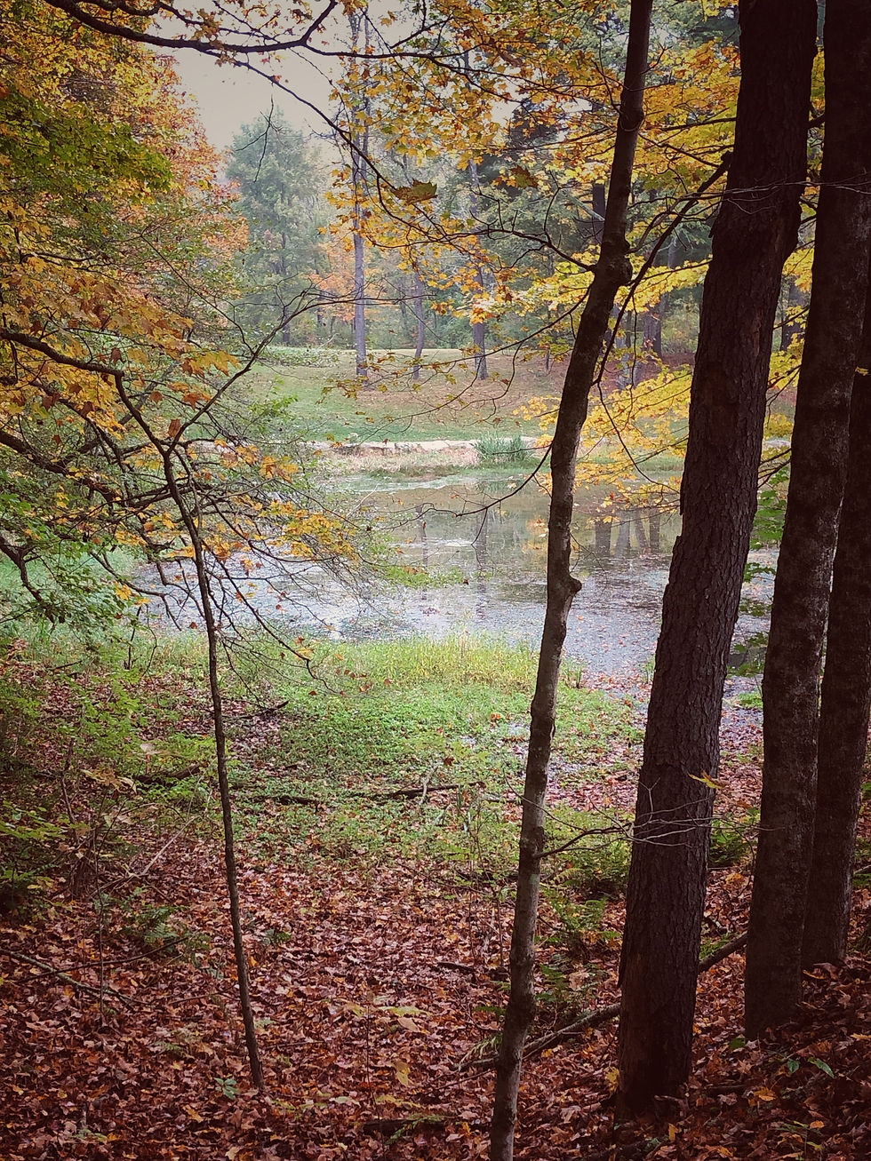 a place for early morning walks with my dog