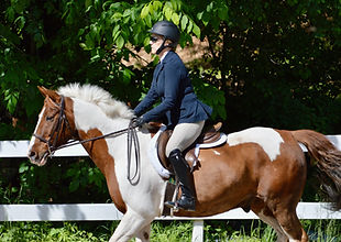 DSC_5326.jpeg My horse Ringo