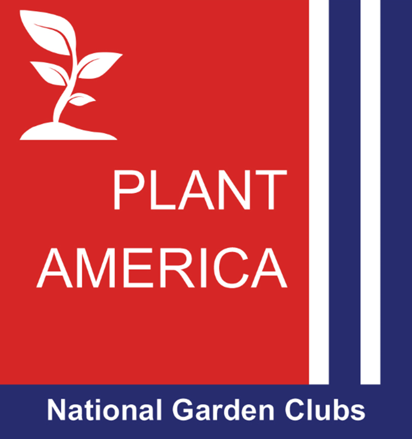 buy peony plants Blooming Peony Plant