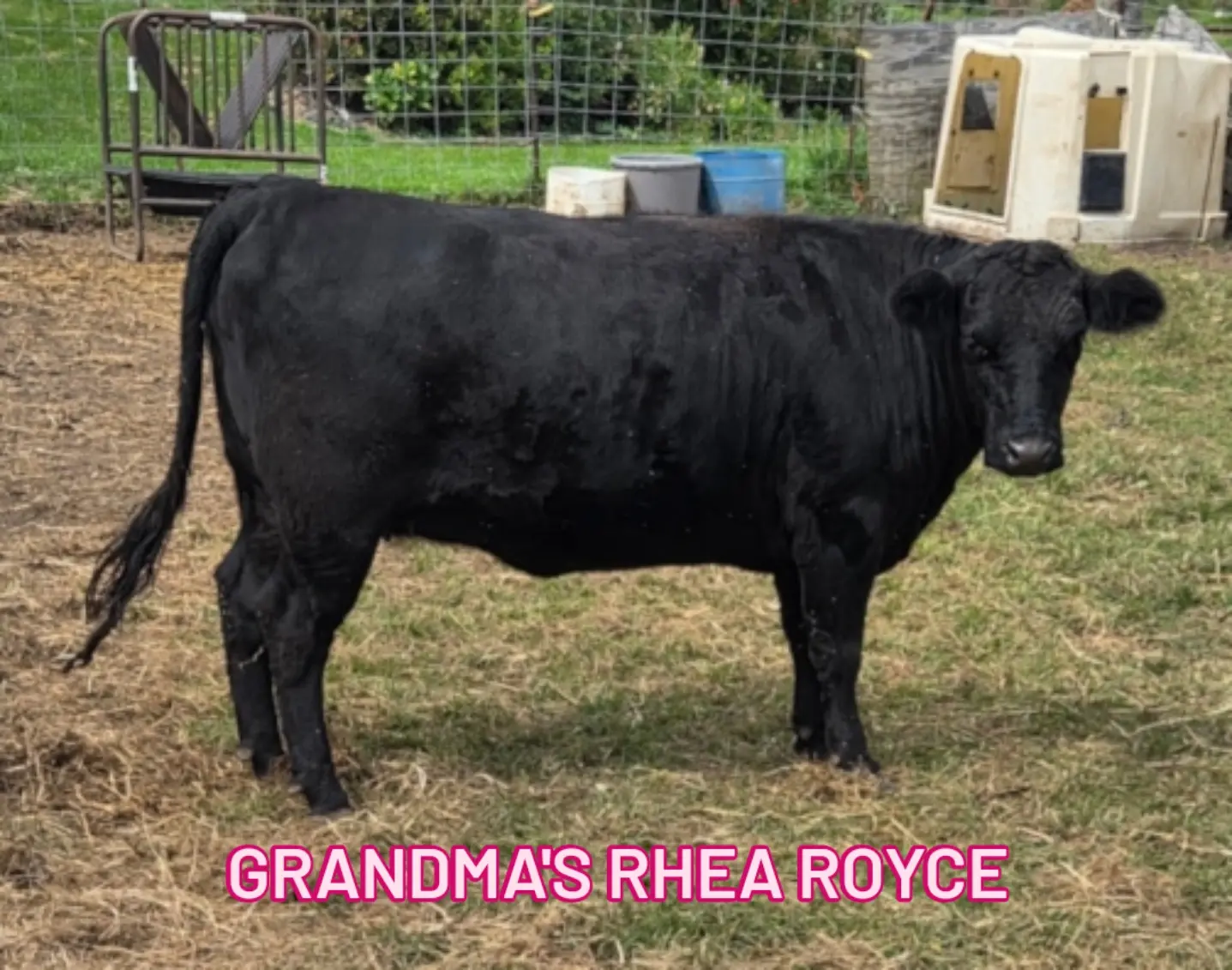 Grandma's Rhea Royce