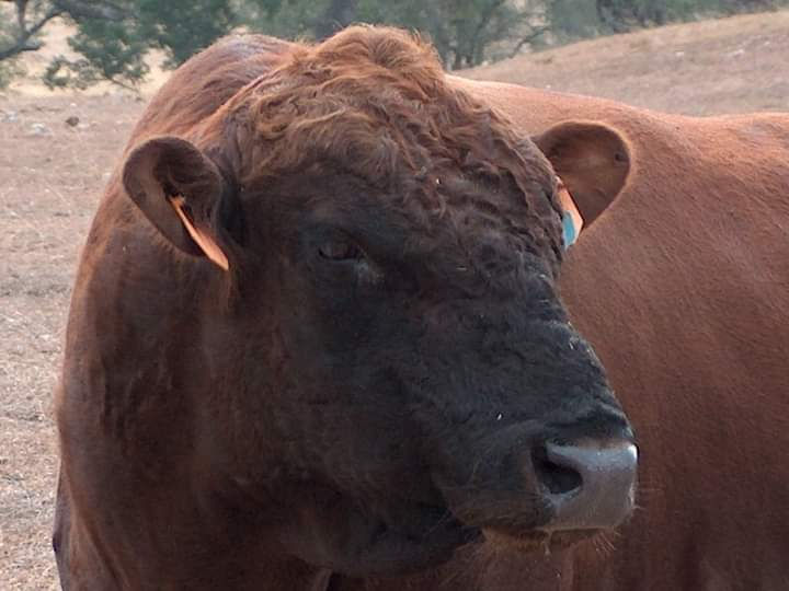 Thumbnail: Tama Titanium - AI Straws Dexter Bull