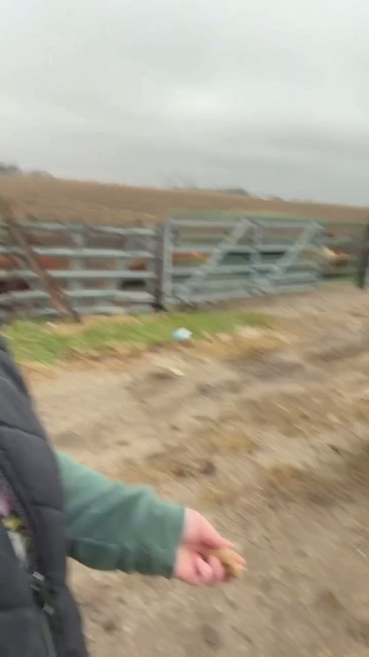 Thumbnail: Tama Thunderstorm, The Cow, The Myth, The Legend